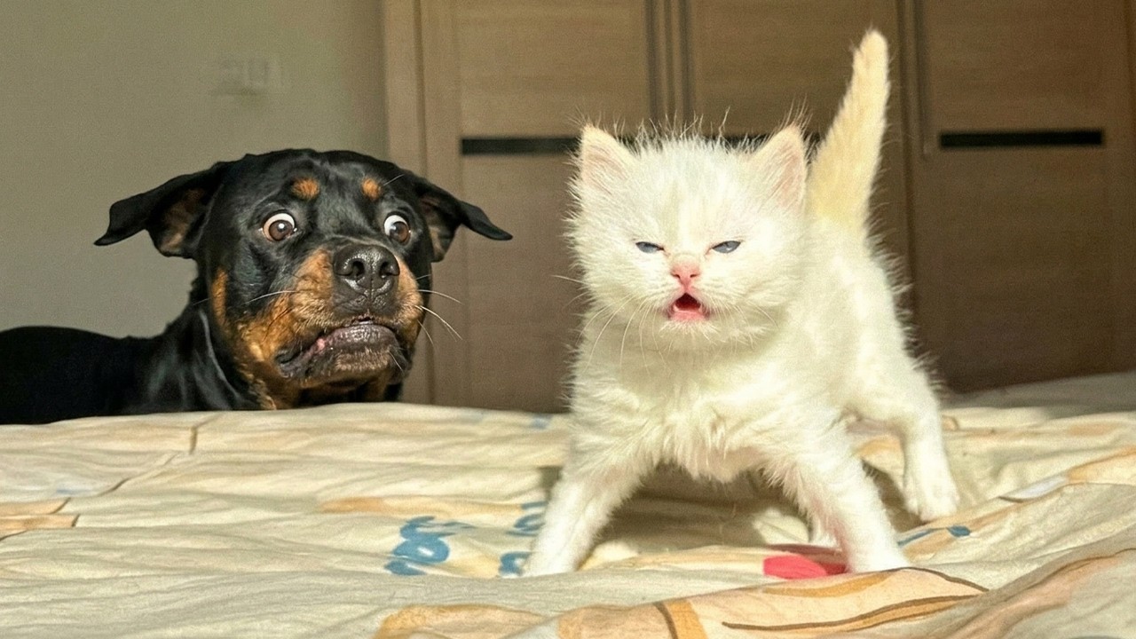 КОГДА КОШКИ И СОБАКИ ЗАЩИЩАЮТ ДРУГ ДРУГА