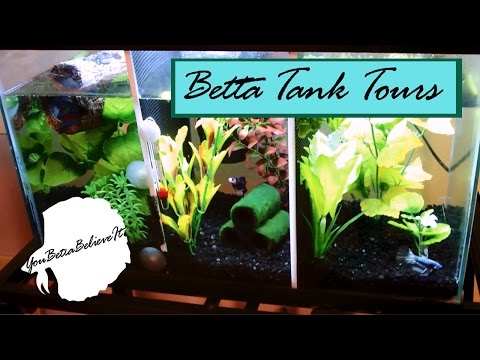 Betta Tank Tours  | You Betta Believe It