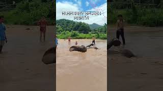 Download lagu Elephant Adventure in Chiang Mai – A Journey Into Nature #elephantconservation mp3 Download lagu Elephant Adventure in Chiang Mai – A Journey Into Nature #elephantconservation mp3