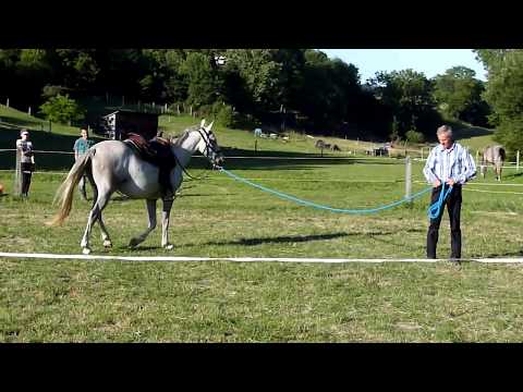 Favory Füge - Első futószárazás westernnyereggel / Erstes Longieren mit Westernsattel