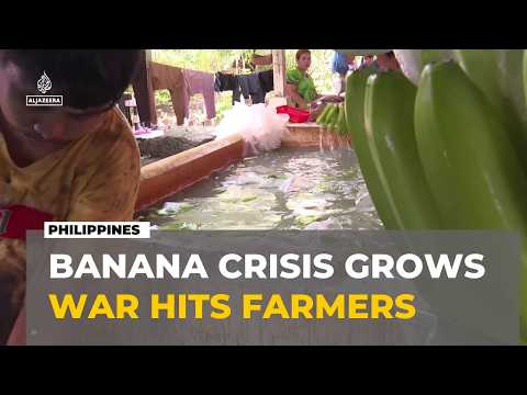 Philippine Banana Farmers Feel Economic Fallout of Iran Conflict
