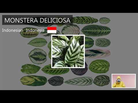 Calathea Concinna pronunciation in multiple languages