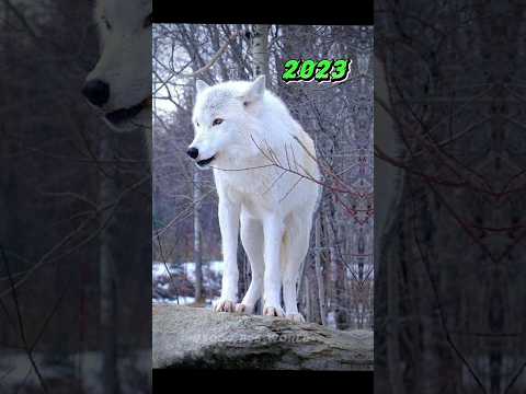 2023 white wolf 🐺 and 5000 bce white wolf 🐺 #5000bce #shots #animals