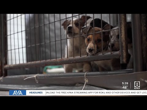 Who let the dogs out: TRACS adopts out over 1000 dogs in 2025 - YouTube