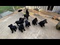 Ten HOWLING baby black German Shepherd Puppies!!!