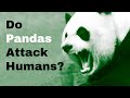 Do Pandas Attack Humans?