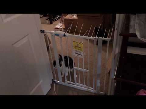 YouTube video about: How to keep cats from going upstairs?