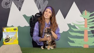 Dr. Elsey’s Cat Litter | Chewy