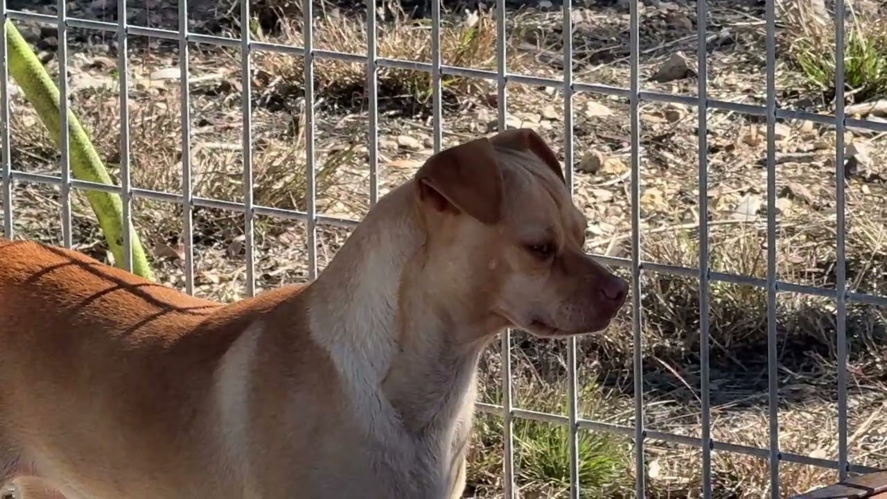 Enlarge Lyrica: 17 pounds of pure love, a Adoptable mixed breed in Austin, TX video 6/6
