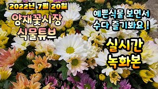 2022년 7월 20일 수요일   예쁜식물들 보면서 수다즐겨봐요   #양재꽃시장 #식물튜브