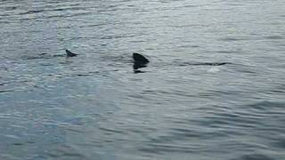 preview picture of video 'Basking Shark'
