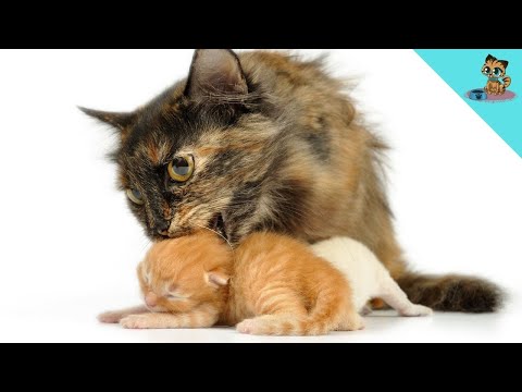 Do Cats Remember Their Mother? (UNBELIEVABLE Answer!)