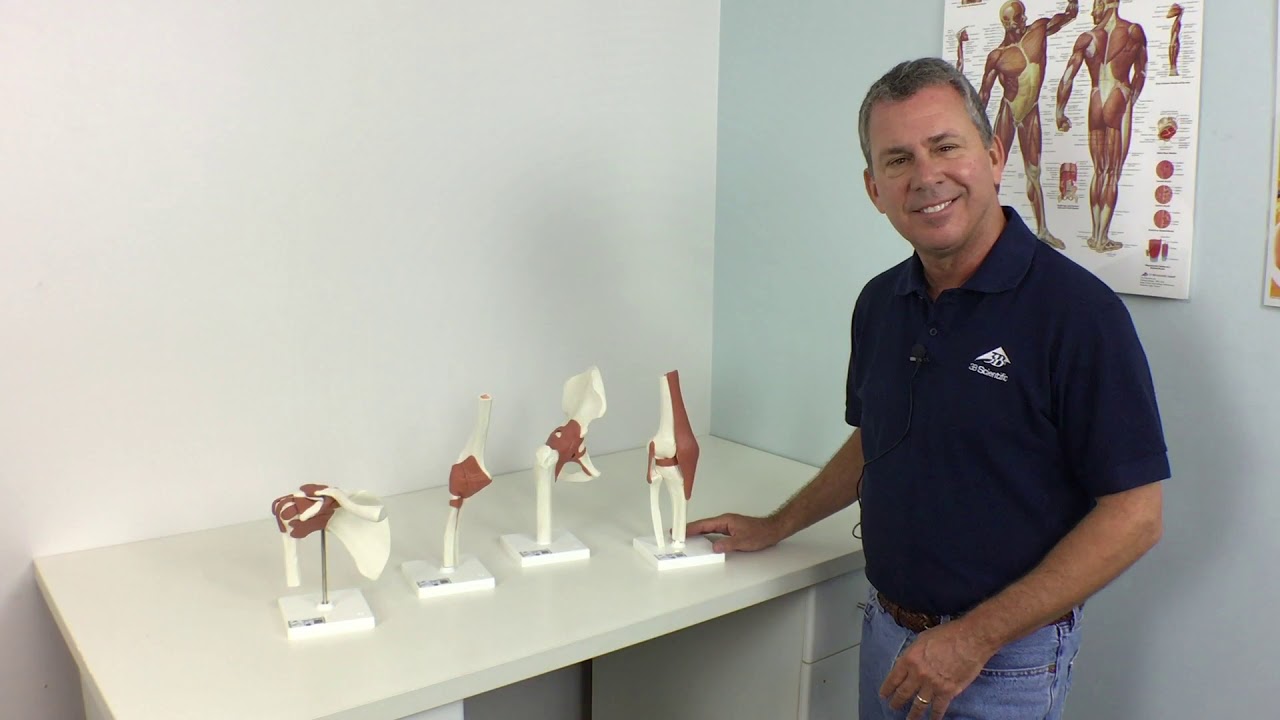 Anatomy Insights with Tim - Joint Models