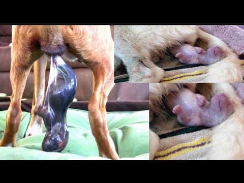 рожает собака
07,07,2019г джуля родила