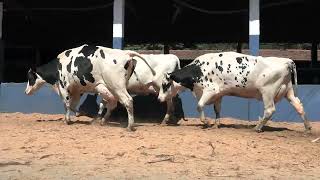 Vídeo 53 - 1ª ETAPA MEGA LIQUIDAÇÃO TOTAL AGROPECUÁRIA MARAJOARA - DIA 4 | GADO GIROLANDO E HOLANDÊS