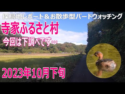 Este é um relatório sobre locais de observação de pássaros na vila de Jike Furusato (prefeitura de Kanagawa). Bem, apenas fazendo uma pesquisa preliminar... Final de outubro de 2023