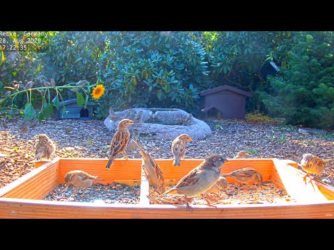 Highlights Today (Itchy, weasel, pheasants and why the sunflower broke) Recke, Germany - Aug 2020