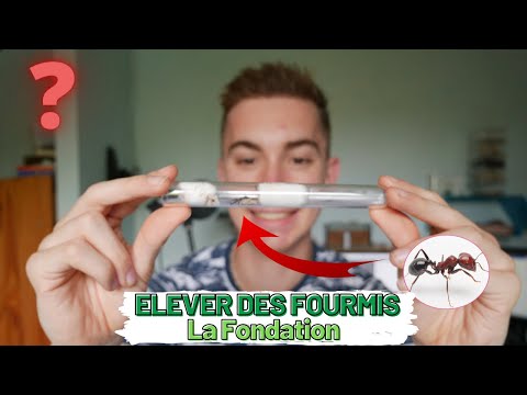 COMMENT débuter dans l'élevage de FOURMIS - La fondation - Partie 1
