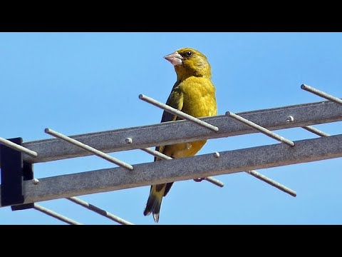 Greenfinch Call | Bird Songs and Sounds