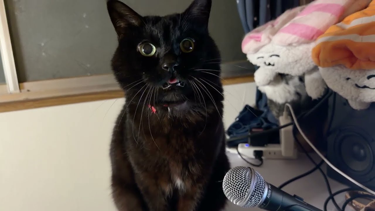 Echo Cat is appealing to the whole world through the microphone
