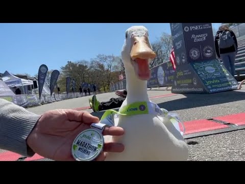 Marathon Running Duck Wins a Medal