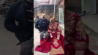 Download lagu 😜couple 😜😜wait for end twist #funnyDog #angry #angryanimal mp3 Download lagu 😜couple 😜😜wait for end twist #funnyDog #angry #angryanimal mp3