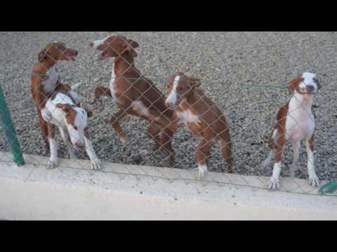 Ibizan Hound Pups