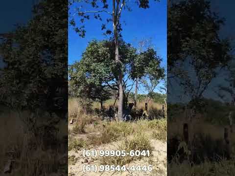 🚨 EXCELENTE FAZENDA À VENDA EM PADRE BERNARDO – GOIÁS 🚨