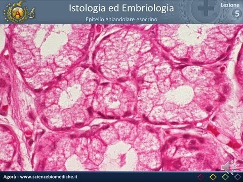 Istologia 05 - Epitelio ghiandolare esocrino