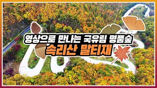 [#랜선여행 떠나기] 영상으로 만나는 10월 국유림 명품숲, 속리산 말티재