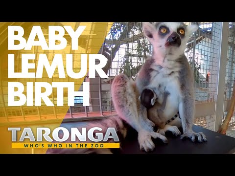 Birth of a baby lemur | Taronga Who's Who in the Zoo 2020