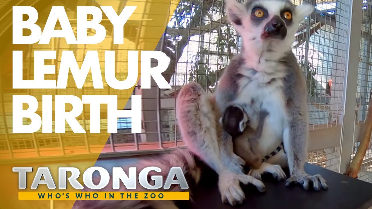 Birth of a baby lemur | Taronga Who's Who in the Zoo 2020