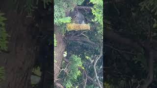🐿️ with a whole 🌽 cob in the 🌲 lol
