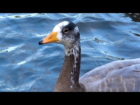 Bar-Headed Goose Hybrid - Victoria Park, London UK