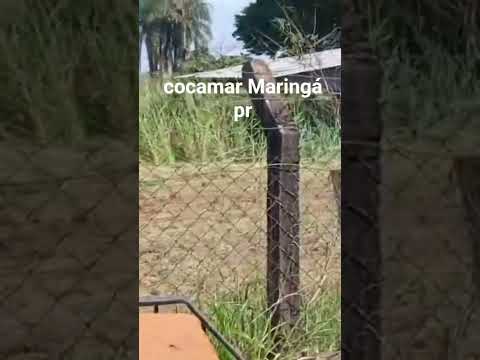 nilton roçada Maringá e região WATS 44999321891#maringá #maringafmaovivo #maringapr #maringaparana