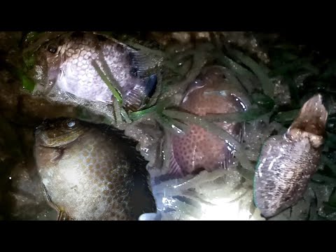 P1 Napakaraming isda ang naiwan sa pahibas at Naka Jackpot pa ng tatlong malalaking kitong