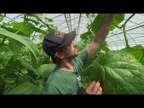 , title : 'How To Trellis Greenhouse Cucumbers For More Harvests'