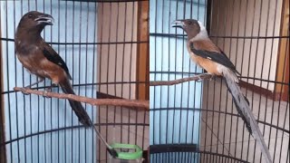 Download lagu Burung Pentet Raja Jantan Gacor mp3