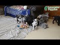 Great Dane dogs for sale: Explorer - Video 1