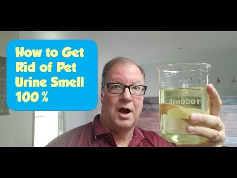 How To Get Rid of Pet Urine Smell
