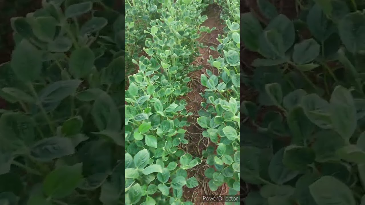 RESIDUAL DE HERBICIDA EM LAVOURA DE SOJA @agrontk