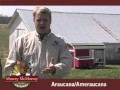 Araucana Ameraucana MMH explanation