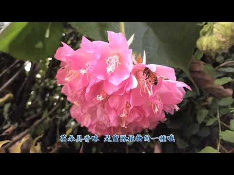 非洲芙蓉