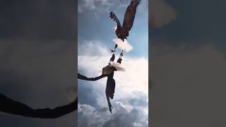 Download lagu Aksi Burung Elang KetikaTerbang di Udara - Eagle #shorts mp3