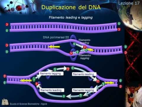 Citologia - Lezione 17: Duplicazione del DNA