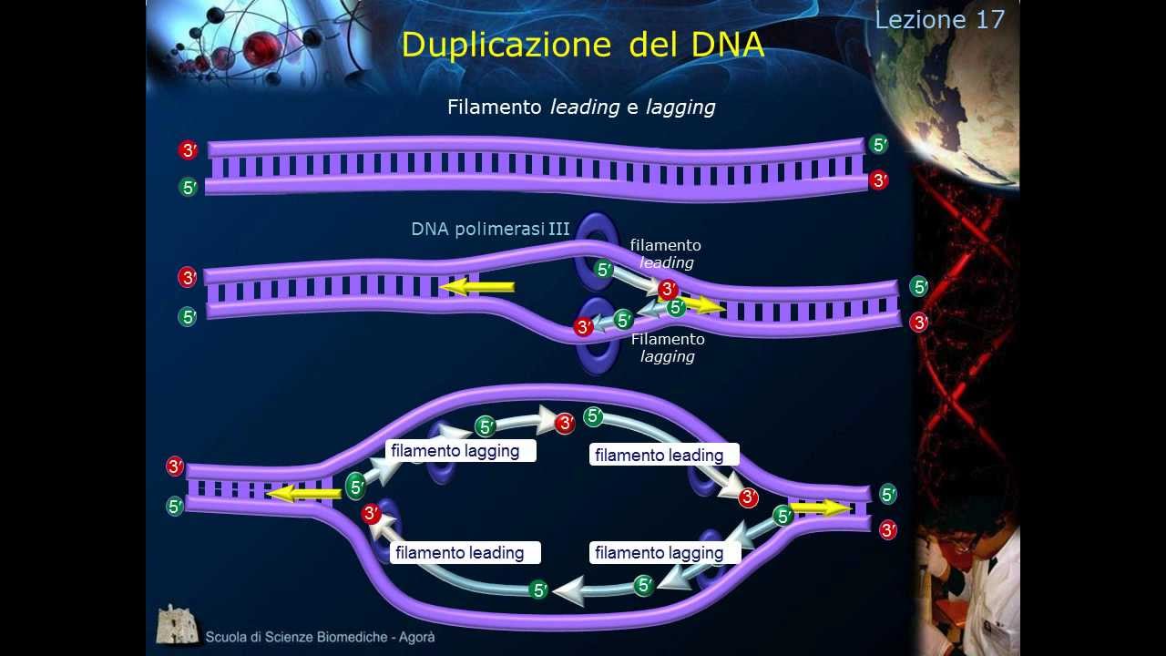 Citologia - Lezione 17: Duplicazione del DNA