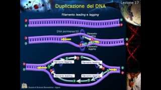 Citologia - Lezione 17: Duplicazione del DNA