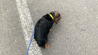 【犬の散歩】ライくん、ここ車道のド真ん中だよ…