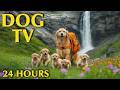24/7 Dog TV for Dogs to Watch 🐶 Anti-Anxiety Video for Dogs Left Home Alone - Calm Dog Music