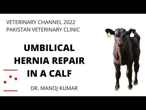 , title : 'Large Animal Medicine: Umbilical Hernia Repair In A Calf'